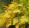 Osmunda regalis