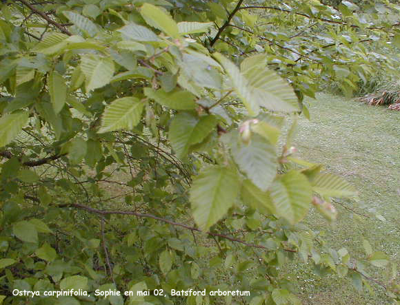 Ostrya carpinifolia