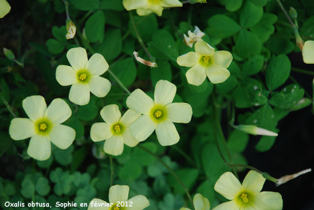 Oxalis obtusa