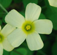 Oxalis obtusa