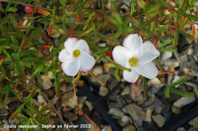 Oxalis versicolor