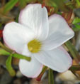 Oxalis veriscolor