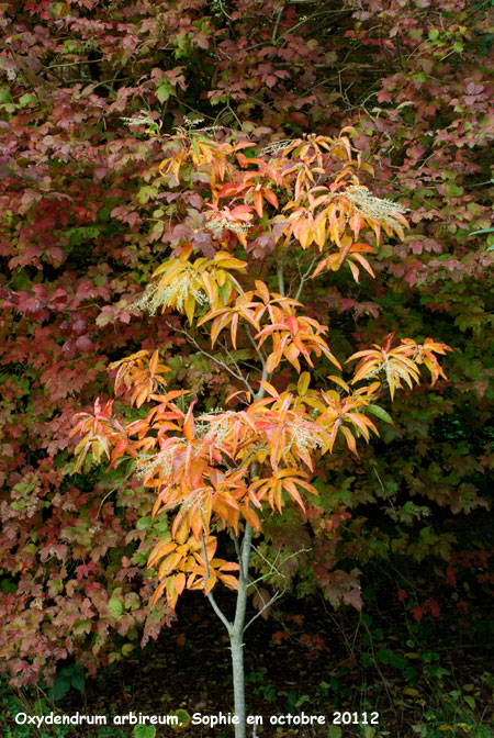 Oxydendron arboreum