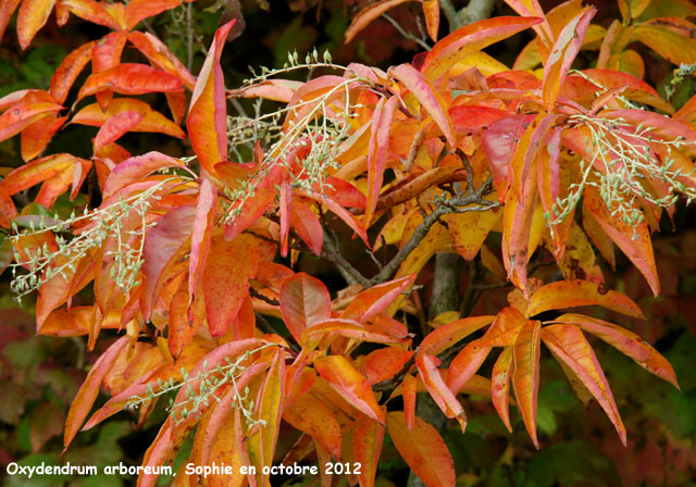 Oxydendron arboreum