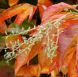 Oxydendrum arboreum