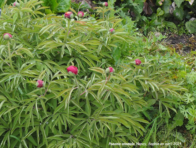 Paeonia anomala