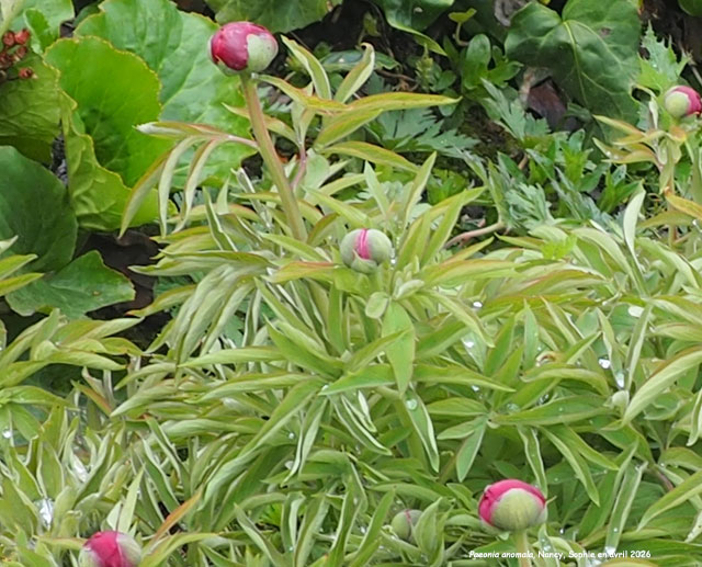 Paeonia anomala