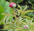 Paeonia anomala