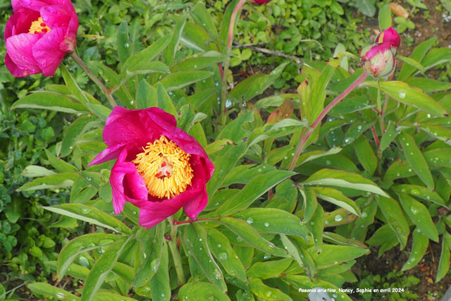 Paeonia arietina