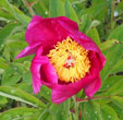 Paeonia arietina