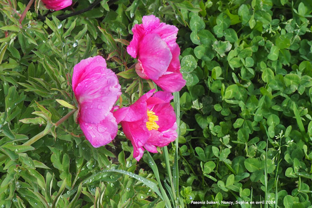 Paeonia bakeri