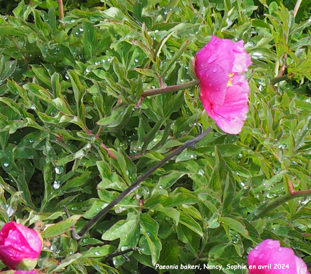 Paeonia bakeri