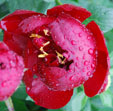 Paeonia lactiflora 'Buckeye Belle'