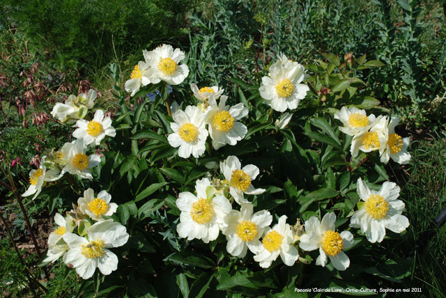 Paeonia 'Clair de Lune'