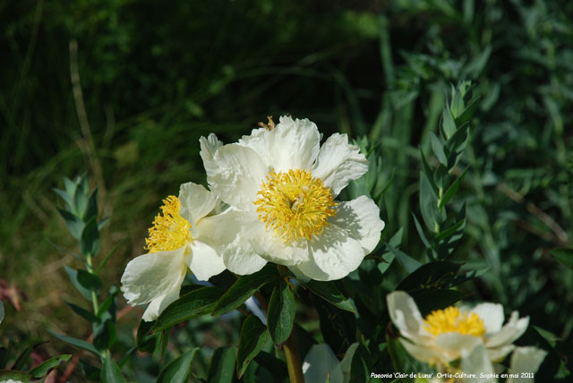 Paeonia 'Clair de Lune'