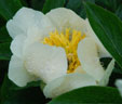 Paeonia 'Clair de Lune'