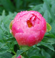 Paeonia 'Cytherea'
