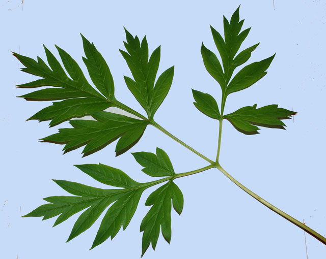 Paeonia delavayi