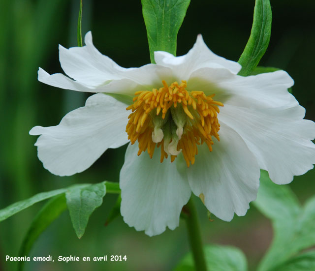 Paeonia emodi