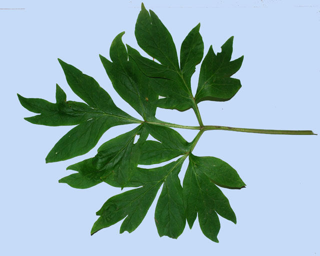 Paeonia emodi