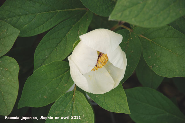 Paeonia japonica