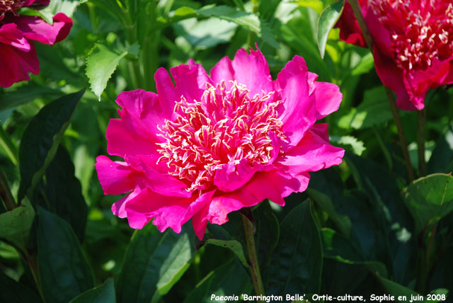 Paeonia lactiflora 'Barrington Belle'