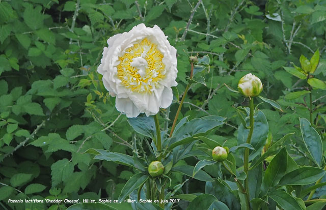 Paeonia lactiflora 'Cheddar Cheese'