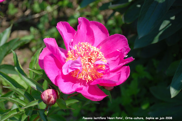 Paeonia lactiflora 'Henri Potin'
