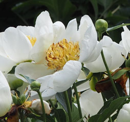 Paeonia lactiflora 'Jan Van Leeuwen'