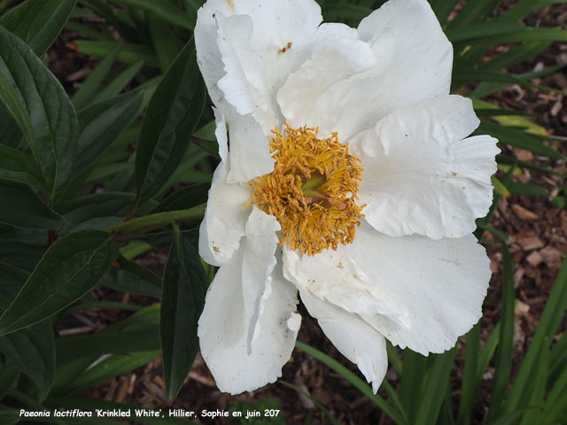 Paeonia lactiflora 'Krinkled White'