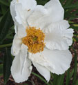 Paeonia lactiflora 'Krinkled White'