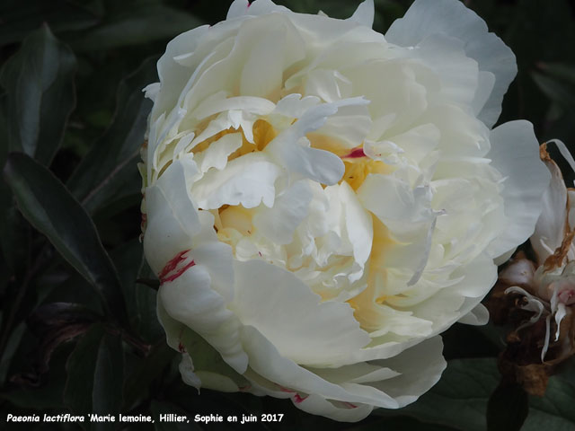 Paeonia lactiflora 'Marie Lemoine'