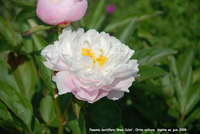 Paeonia lactiflora 'Madame Calot'