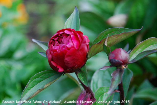 Paeonia lactiflora 'Mme Gaudichau'