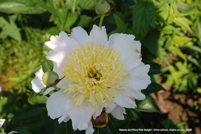 Paeonia lactiflora 'Pink Delight'