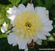 Paeonia lactiflora 'Pink Delight'