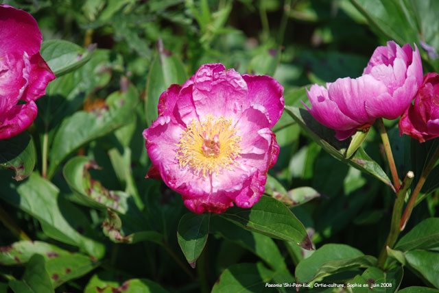 Paeonia lactiflora 'Shi-pen-kue'