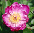 Paeonia lactiflora 'Shi-pen-kue'