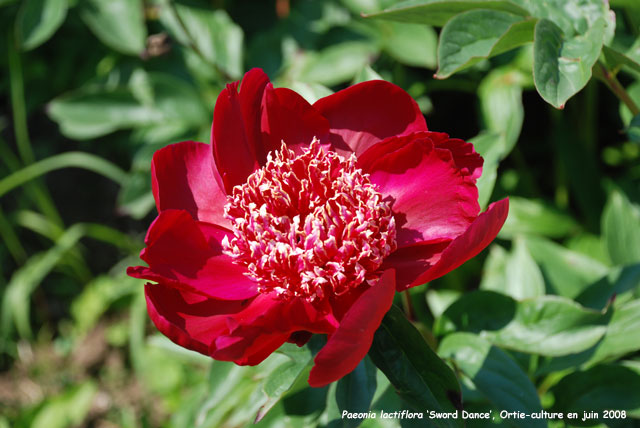 Paeonia lactiflora 'Sword Dance'
