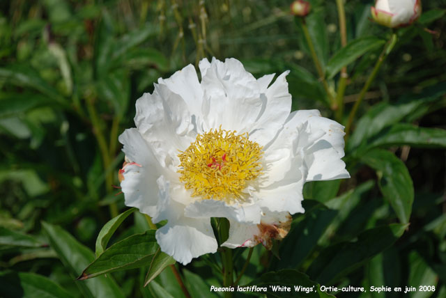 Paeonia lactiflora 'White Wings'