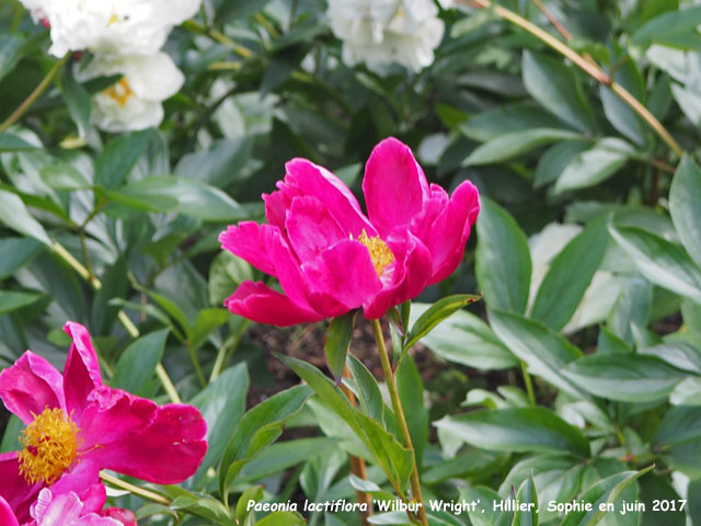 Paeonia officinalis 'Wilbur Wright'