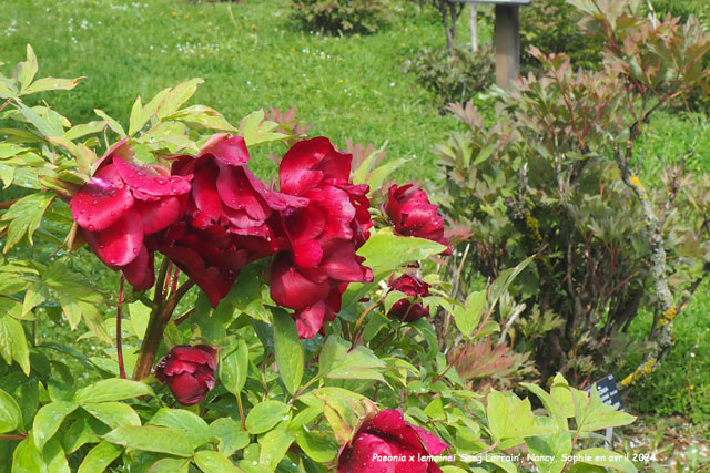 Paeonia x lemoinei 'Sang Lorrain'