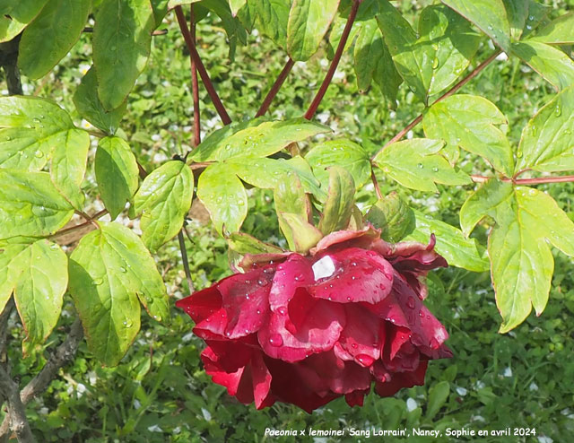 Paeonia x lemoinei 'Sang Lorrain'