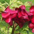 Paeonia 'Sang Lorrain'