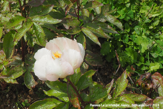 Paeonia 'Le Printemps'