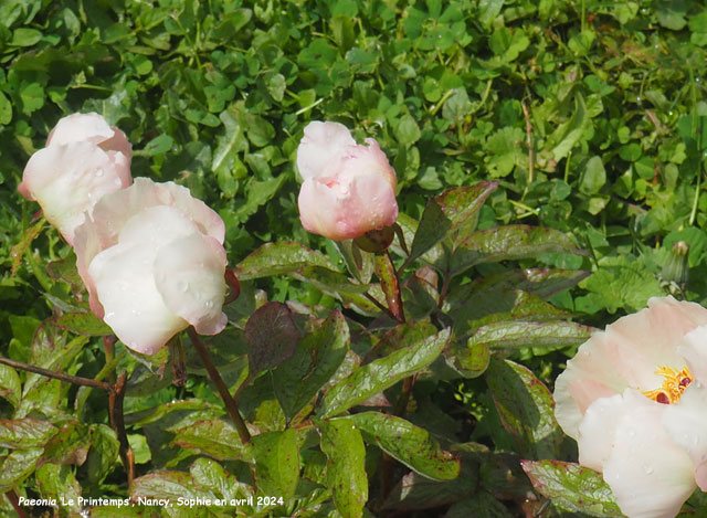 Paeonia 'Le Printemps'