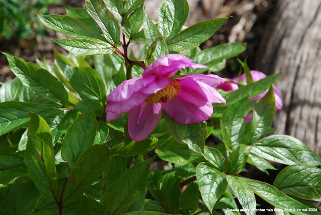 Paeonia mairei