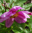 Paeonia mairei
