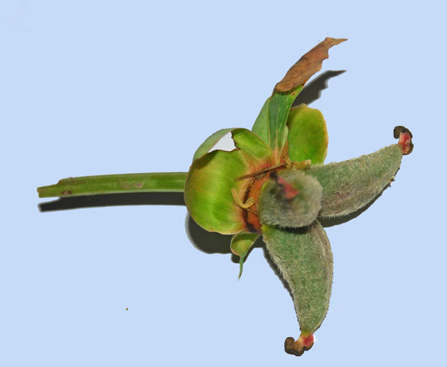Paeonia mlokosewitschii
