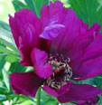 Paeonia 'Morning Lilac'